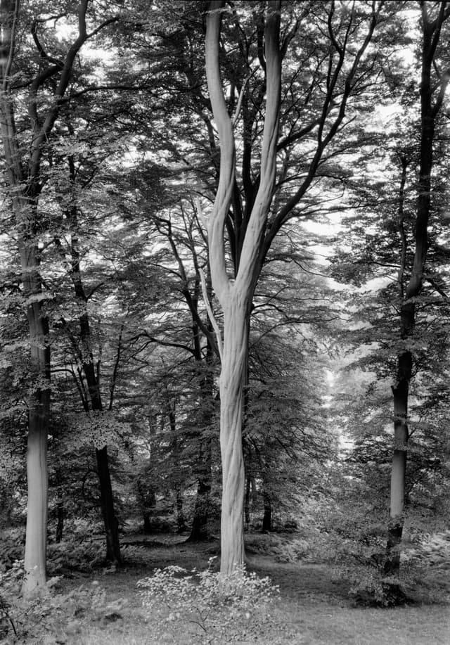 Revealing the Essence: The Photography of Paul Caponigro
