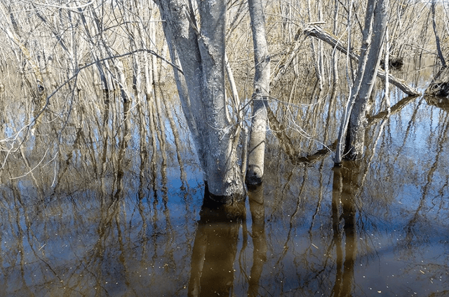 Hilary Tolan: Waterland