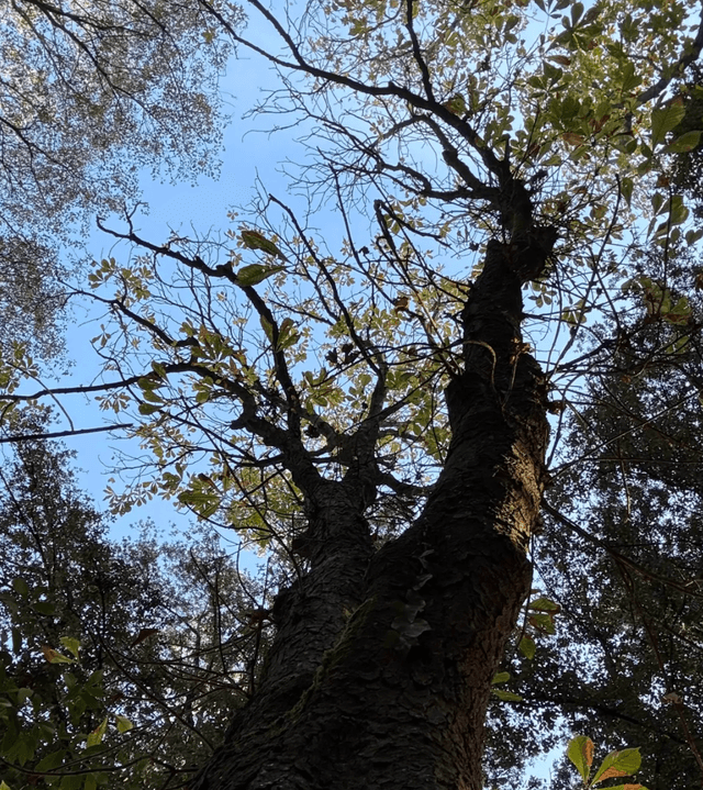 Martina Tanga: Learning With Trees